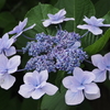 雨の紫陽花はおあずけ