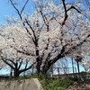 麦野公園の桜　2013.3.21