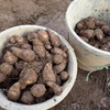 家庭菜園（22-55）埋納サトイモ回収