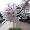 【日常】新年度：深川の桜