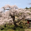 泉福寺の枝垂れ桜　・・