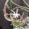 ほっそりスリムなお花