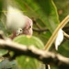 Pink-headed Fruit-Dove ベニガシラヒメアオバト (スマトラの鳥その9)