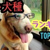 賢い犬種ランキングTOP10