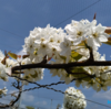 はままつのフルーツパークで お花見よ♪