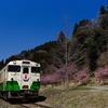 桜咲く小湊鐵道を往く、東北地域本社色のキハ402を撮る！