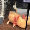 ウーパールーパーのオゾン添加飼育①