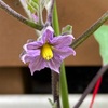 【はじめての家庭菜園】二株目のナスにも花が咲いた