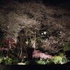 養源寺の夜桜は、今年も圧巻！