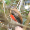 ズアカキヌバネドリ(Red-headed Trogon)