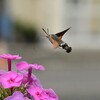 ホシホウジャク (1)