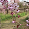 桜咲く