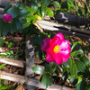 光で変わる山茶花の赤〈1214〉The red of Sasanqua flower that changes with light.