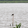 手賀沼に飛来した海鳥コグンカンドリ