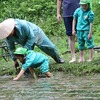 恵みの雨の中で田植え