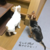 子猫ちゃんその後