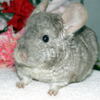 チンチラ｜ペット小動物/気仙沼市/南三陸町