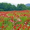 梅雨の中休み・菖蒲