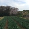 朝活 Zazen in English &にちよう坐禅会