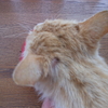 自由猫ダイちゃんの、小さなハゲ