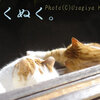窓辺の猫猫*