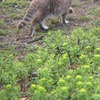 野良猫にキップリングの猫を重ねる