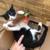 名城公園や庄内緑地から走っていける！保護猫カフェひだまり号までネコRUN！