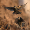 近くの河口に鳥を見に行った日記（２０２３　０１０３）その１。