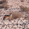 セグロジャッカル Black-backed Jackal
