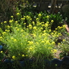 ミズナの花、藤の花