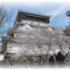　小倉城のサクラ
