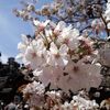 平野神社の桜　その３の続きぃ