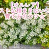 【オルレア】バラの開花と合わせるには？種まきはいつがベスト？