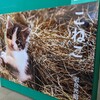 こねこ🐾日記【岩合光昭写真展】