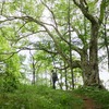 櫛形山へ巨木や草花を見る登山に行ってきた。