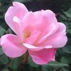 アザゼルのやぎ   （レビ１６：７－１０）