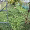 今年最後の草刈り　ーその5：家の周辺の斜面の草刈りー