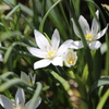 オオニソガラムの白い花