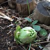 春 ふきのとう きのこ 木の芽