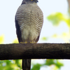 雀鷹（ツミ）♀