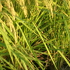 稲穂