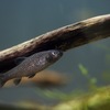 ウシモツゴ Pseudorasbora pugnax