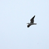 ミナミオオセグロカモメ Kelp Gull
