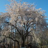 福井市足羽神社の巨大なしだれ桜