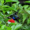 🦋八丈島固有種『ハチジョウカラスアゲハ』