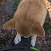幸運のたぬきとエスパルス