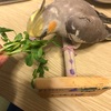 新しい仲間