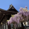 福島稲荷神社のふじの花