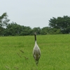 野草、シジュウカラ、タンチョウ