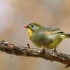 ソウシチョウの群れ, Red-billed leiothrix